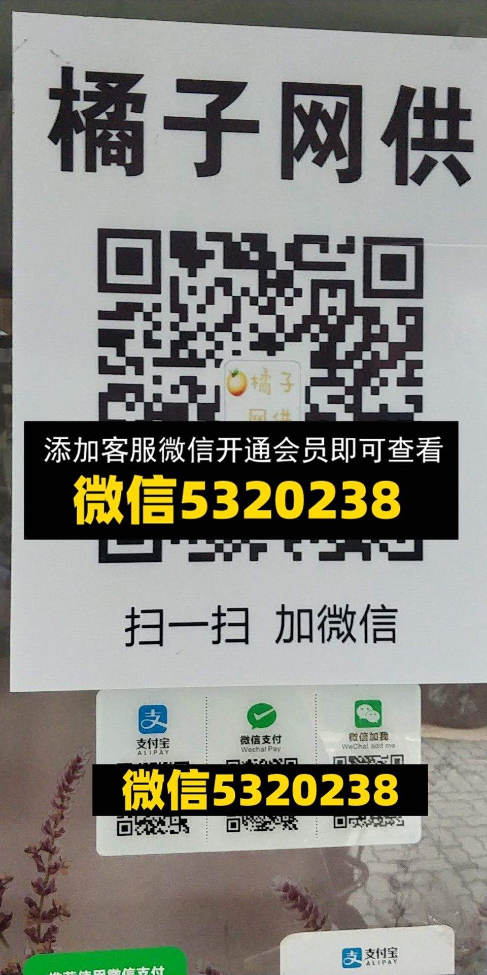 橘子网供