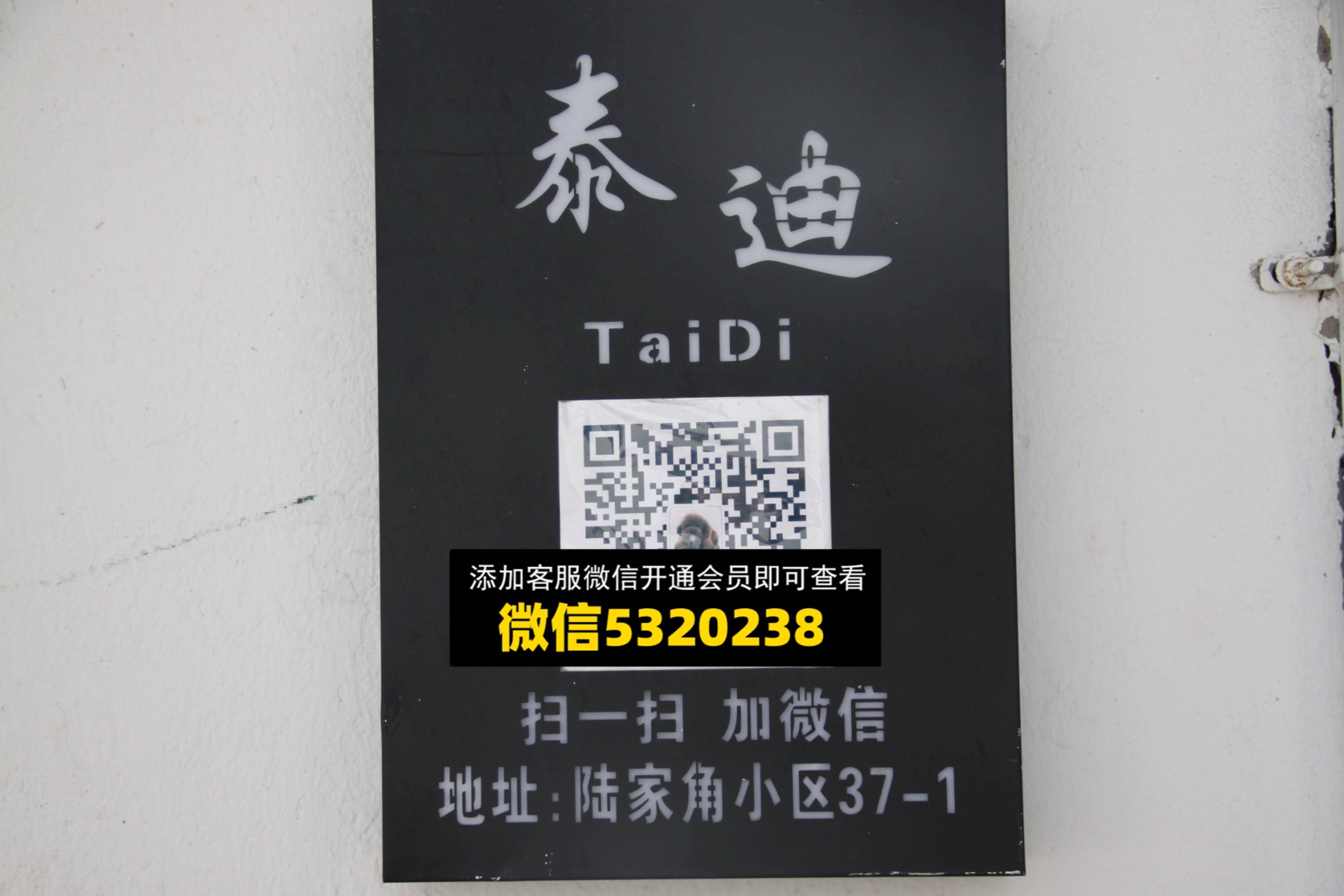 泰迪